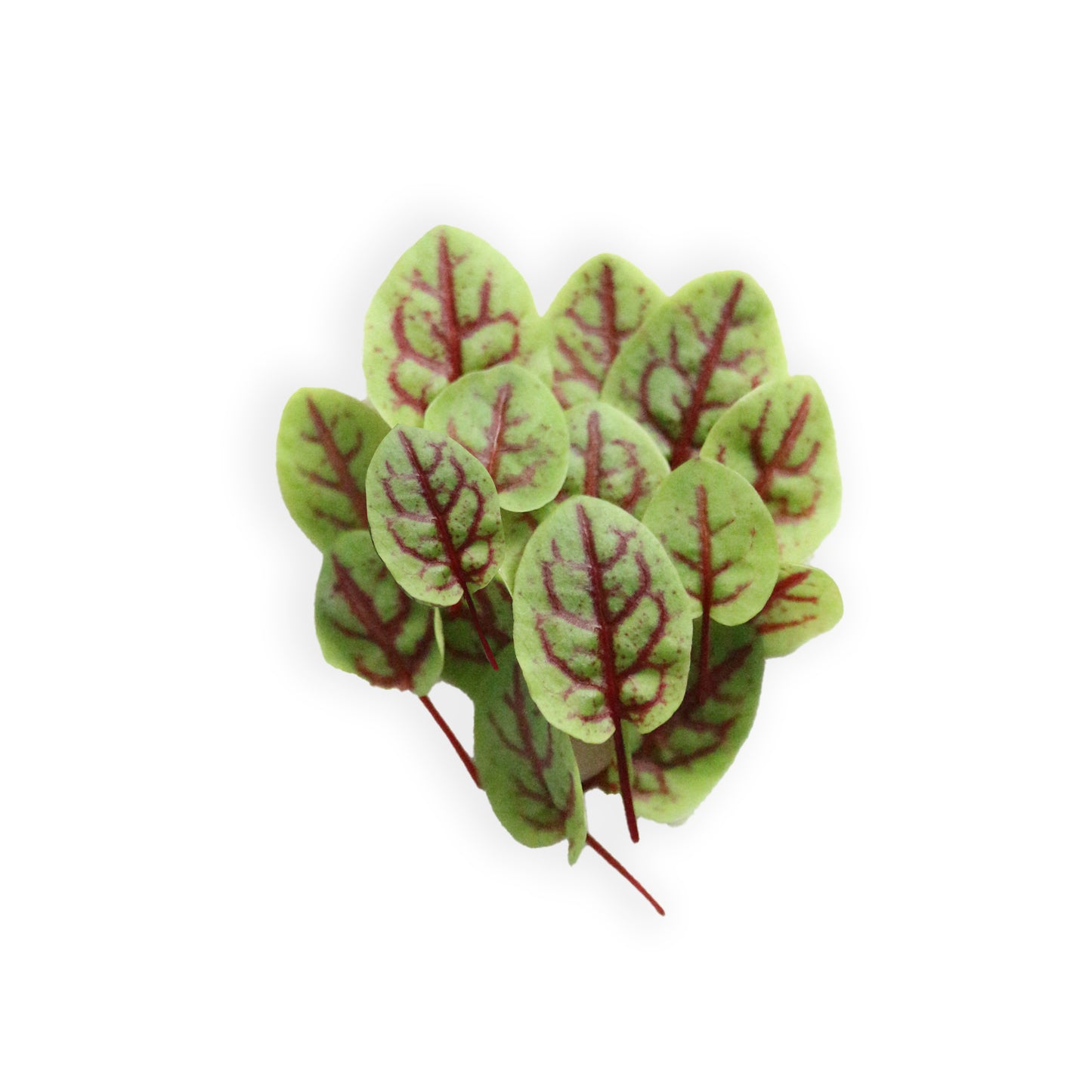 Acetosa