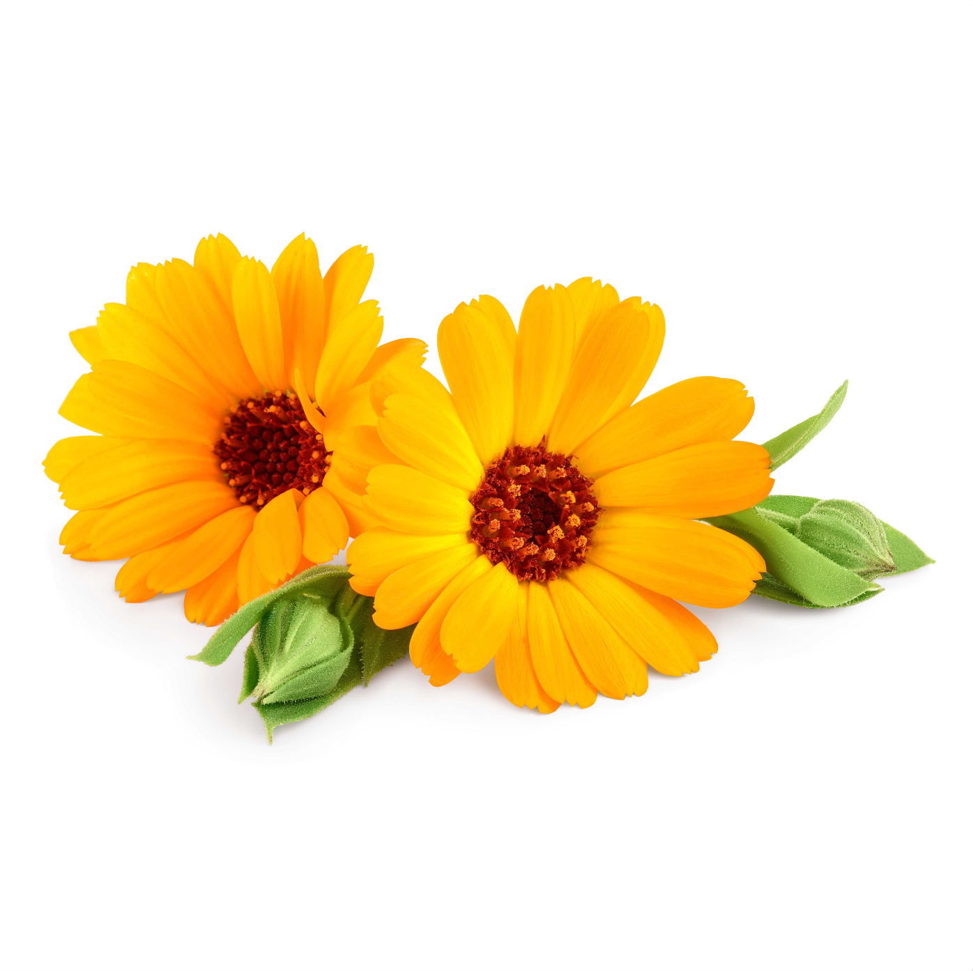 Calendula