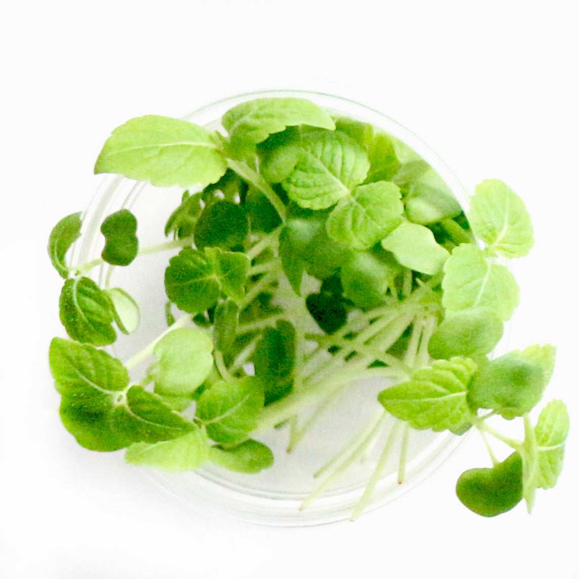 Shiso Verde