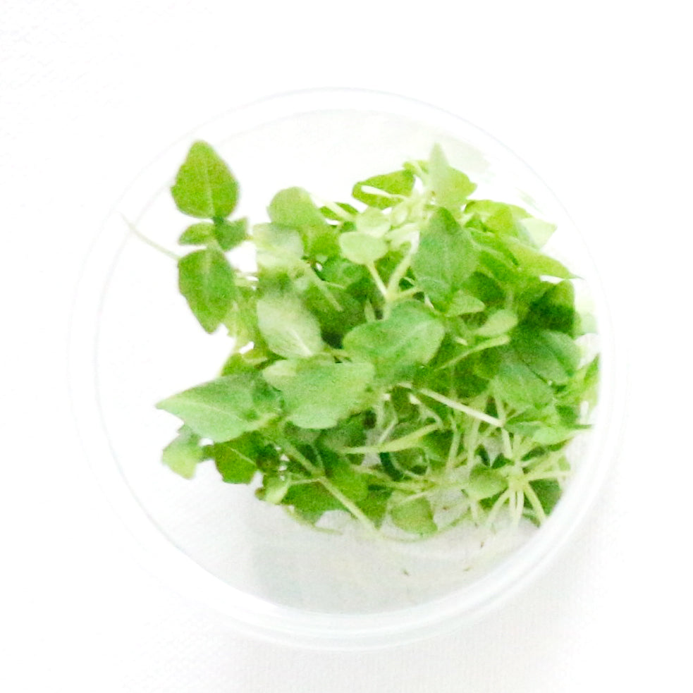 Basilico Greco