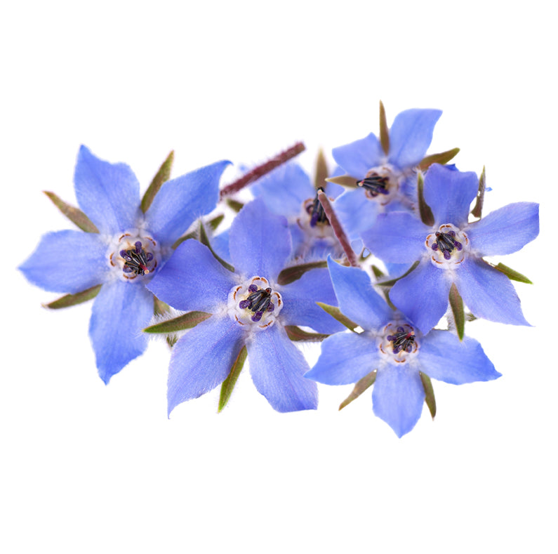 Borragine