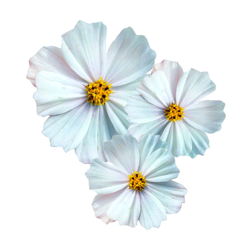 Cosmea Bianca