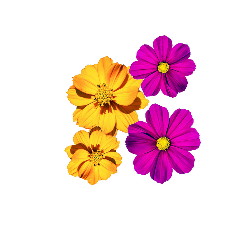 Cosmea Arancione/Viola