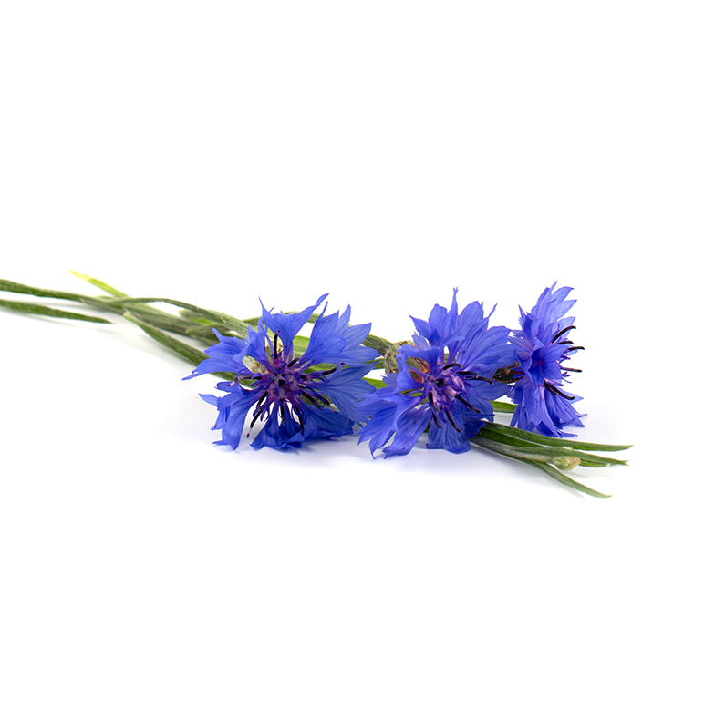 Fiordaliso