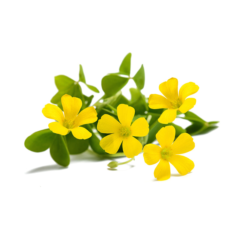 Oxalis