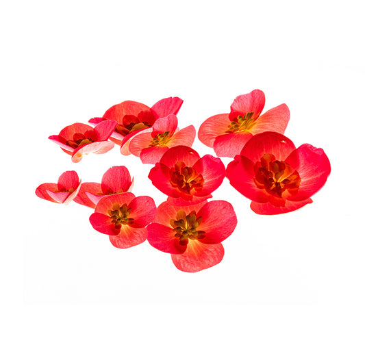 Begonia