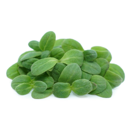 Borragine