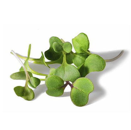 Broccolo
