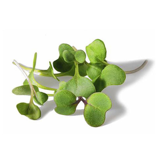 Broccolo