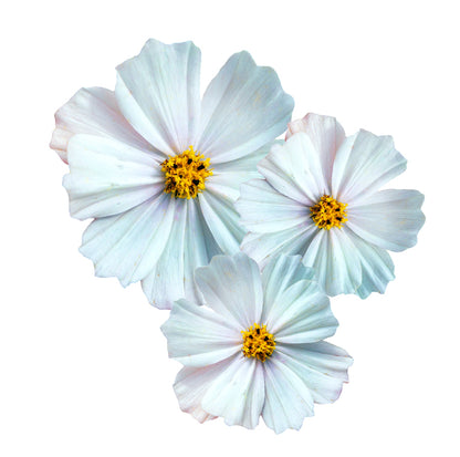 Cosmea Bianca