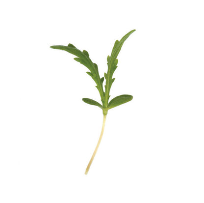 Crisantemo