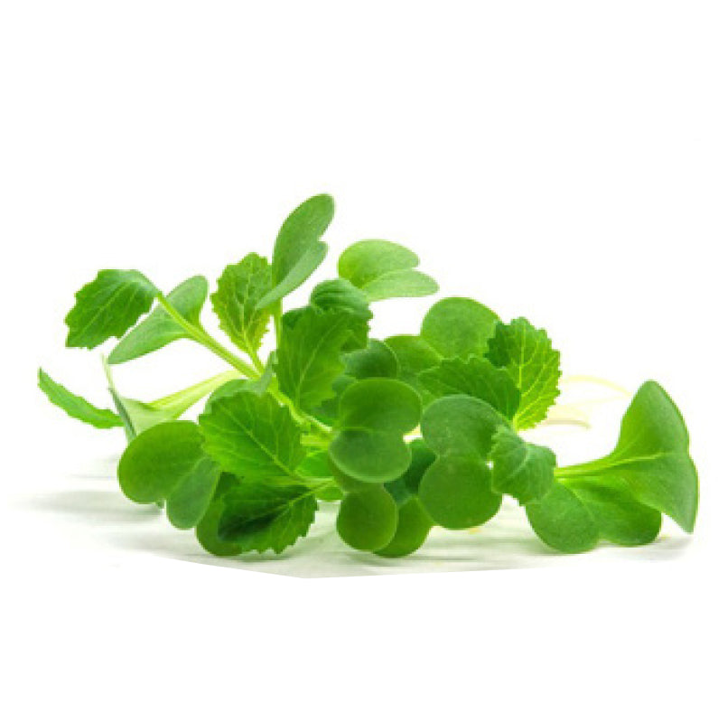 Pak Choi