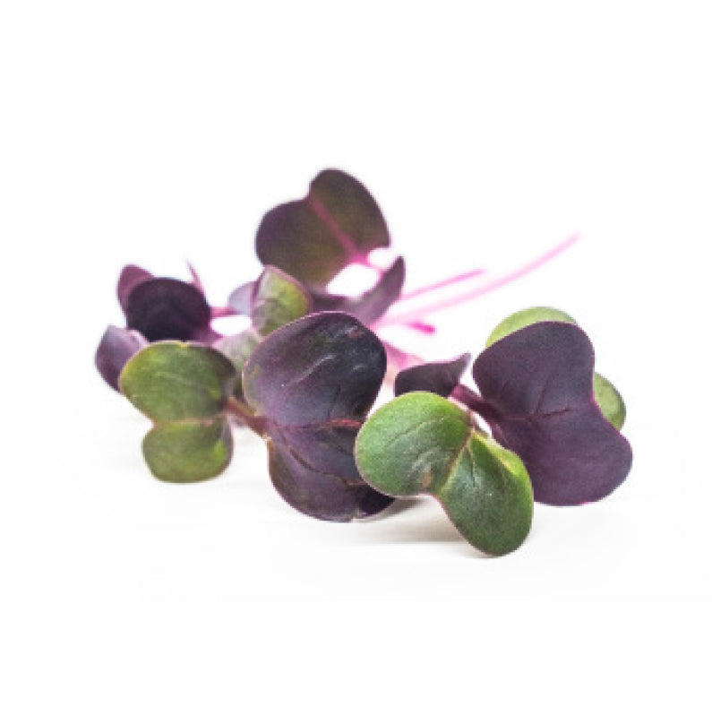 Ravanello Viola