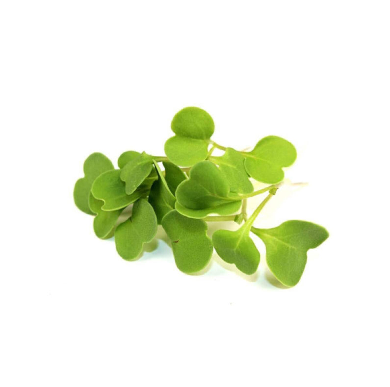 Rucola