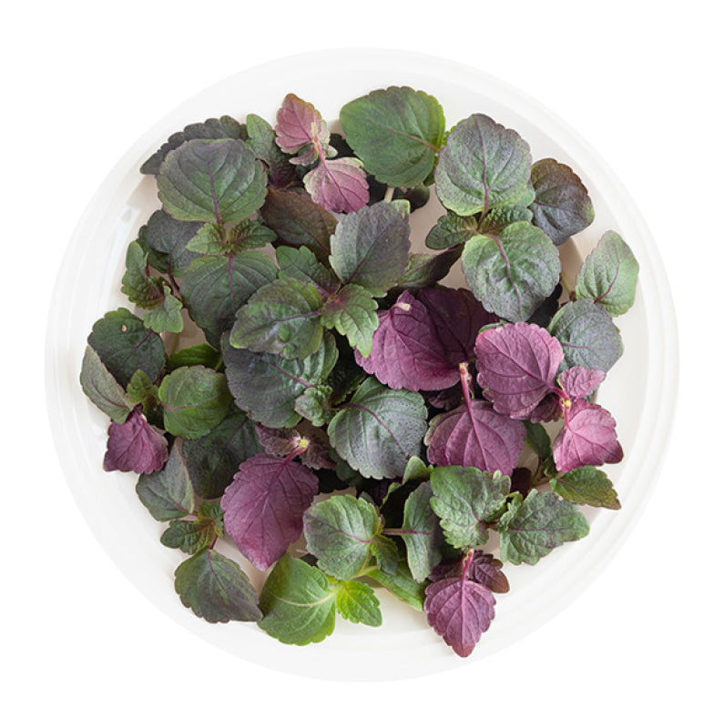 Shiso Viola
