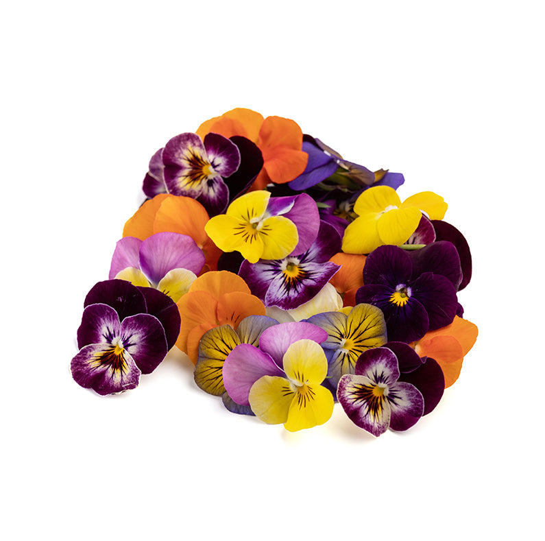 Viola