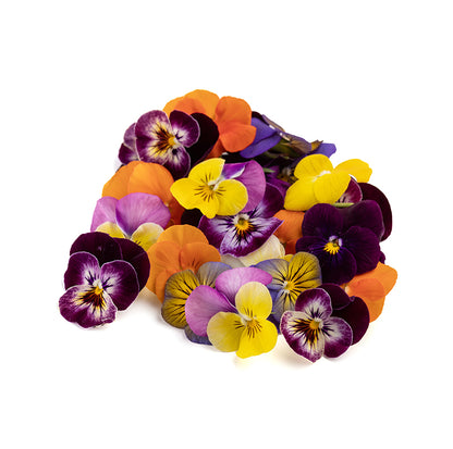 Viola